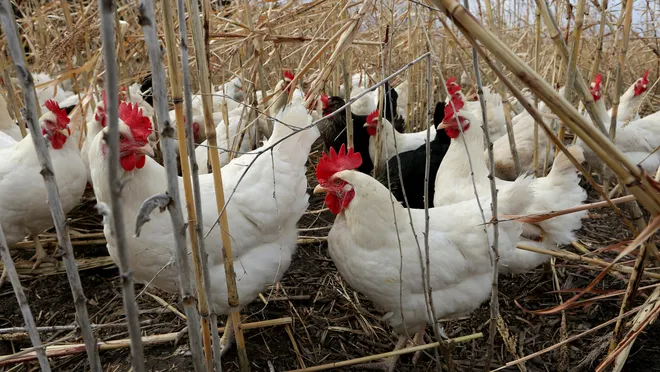 Chickens living outside